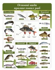 Стенд для кухарів 